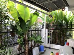 Tai Hwan Garden (D19), Terrace #558055471